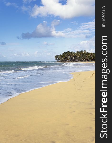 Beautiful cara�bean beach in summer with palms. Beautiful cara�bean beach in summer with palms