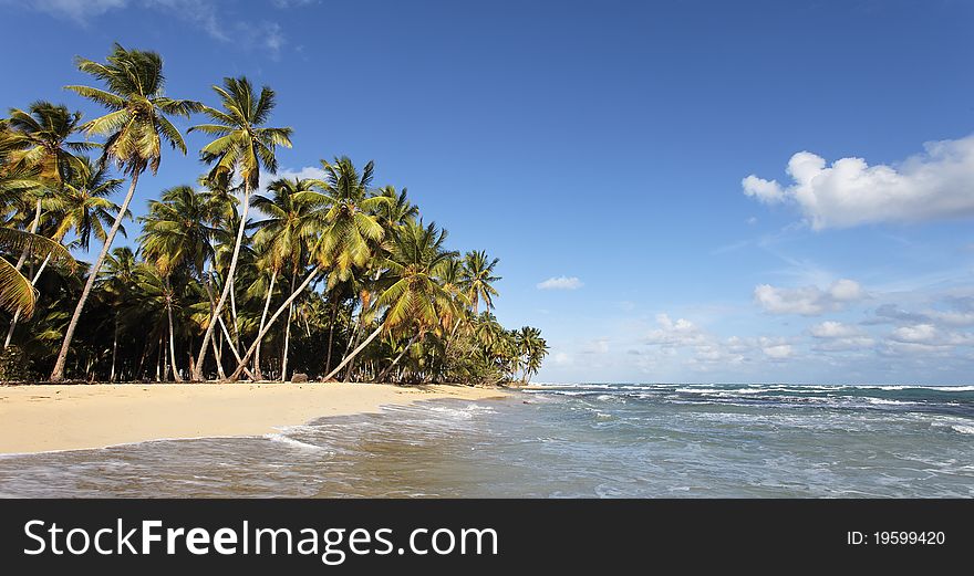 Beautiful cara�bean beach with palm trees and blue sky. Beautiful cara�bean beach with palm trees and blue sky