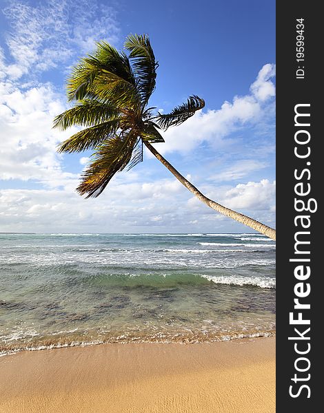 Palm tree on a caraï¿½bean beach in summer. Palm tree on a caraï¿½bean beach in summer