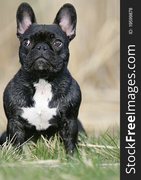 Portrait of a young brown sitting French bulldog looking like an easter bunny. Portrait of a young brown sitting French bulldog looking like an easter bunny