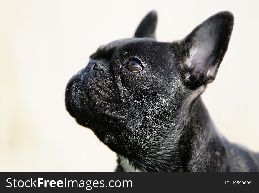 Portrait of the head of a brown French bulldog looking curiously