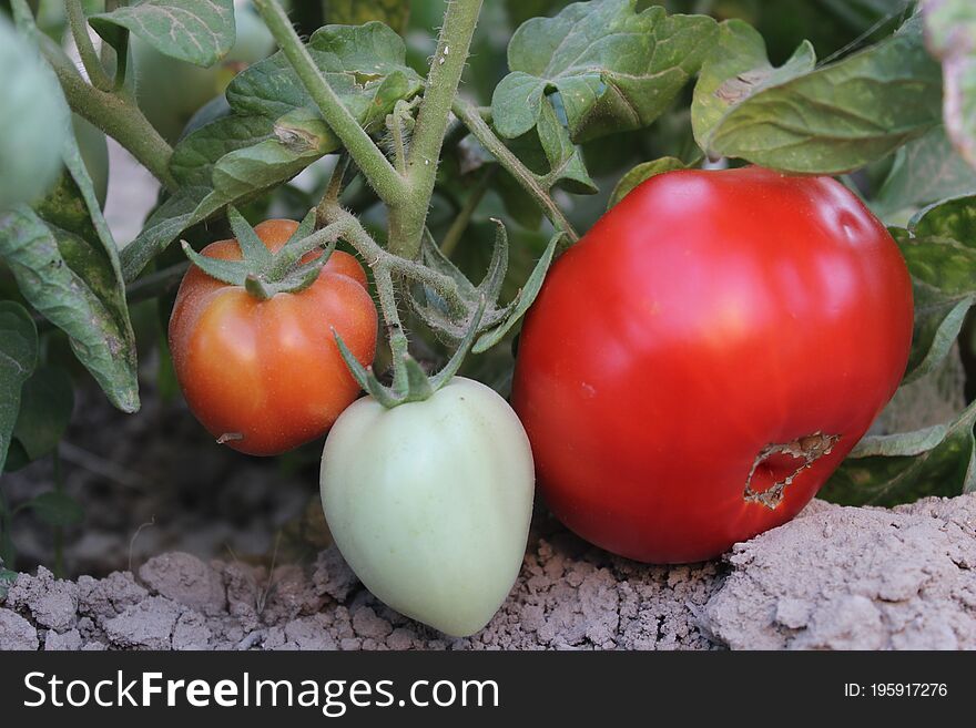 Fresh Raw Tomatoes with leaves