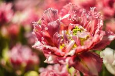 Auxerre Red Tulip Blooming In An Orangery In Spring Season Stock Photos Auxerre Red Tulip Blooming In An Orangery In Spring Season Stock Photos