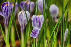 Purple Crocuses With A Green Grass In Spring Royalty Free Stock Image Purple Crocuses With A Green Grass In Spring Royalty Free Stock Image