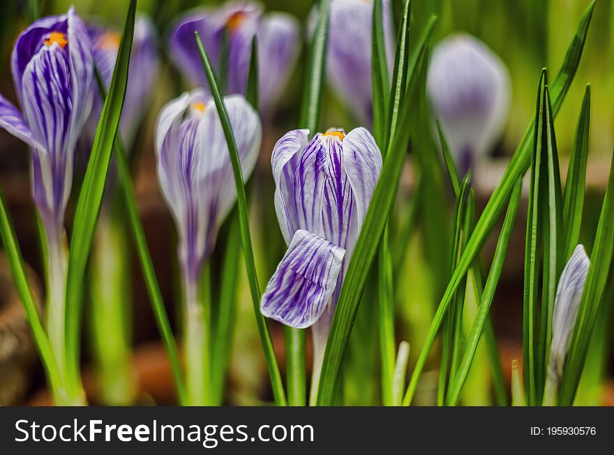 Purple Crocuses With A Green Grass In Spring