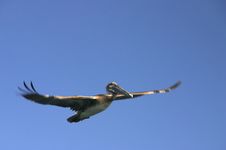 Flying Pelican Royalty Free Stock Photos