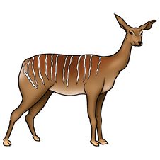Antelope Kudu Stock Photo