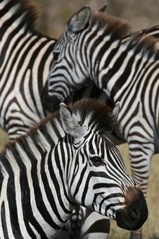Zebra Closeup Royalty Free Stock Photography