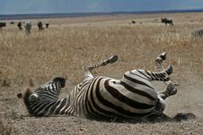 Zebra In Dust Stock Photography Zebra In Dust Stock Photography
