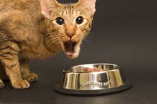 Cat Being Emotional While Eating Cat Food Royalty Free Stock Photos