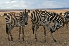 Zebras Royalty Free Stock Images Zebras Royalty Free Stock Images