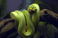 Green Snake In Tree Branch Royalty Free Stock Photos Green Snake In Tree Branch Royalty Free Stock Photos