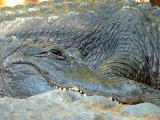Crocodile Close Up Royalty Free Stock Photos Crocodile Close Up Royalty Free Stock Photos
