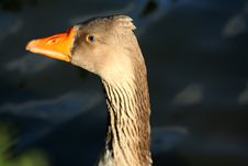 Wild Duck Royalty Free Stock Photos
