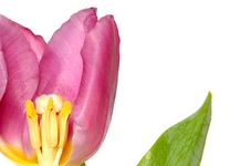 Tulip Stock Photography