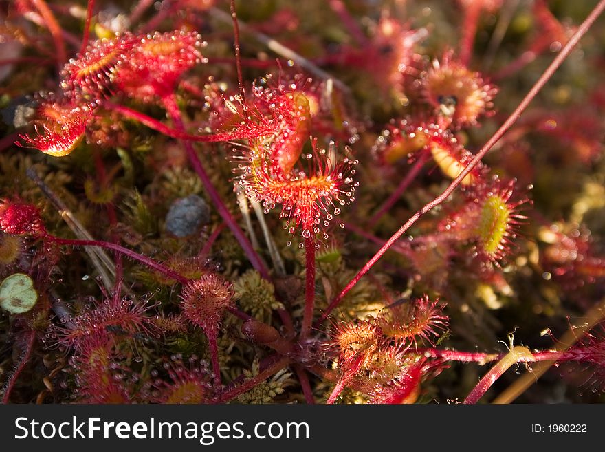 Sundew close up in a sunny day. Sundew close up in a sunny day