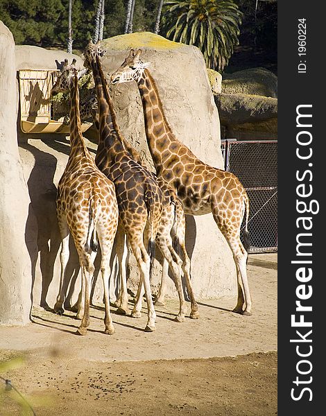 Four captive giraffes are lined-up eating their morning meal in their enclosure. Four captive giraffes are lined-up eating their morning meal in their enclosure.