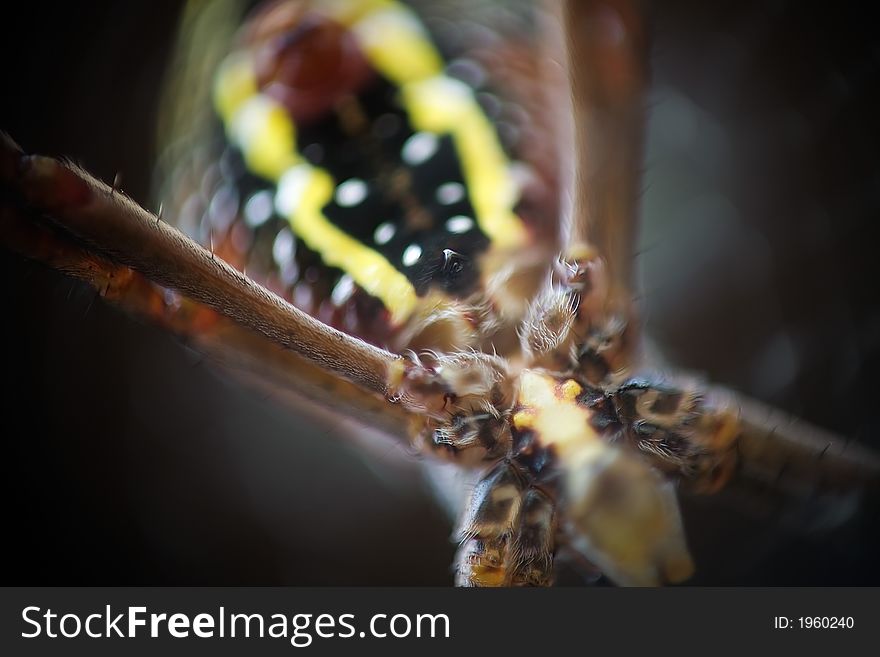 Ultra close up of spider (St Andrew's Cross) with very shallow depth of field. Ultra close up of spider (St Andrew's Cross) with very shallow depth of field