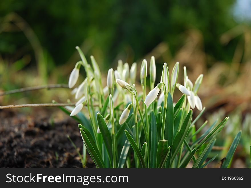 Snowdrops in a garden -  flowers