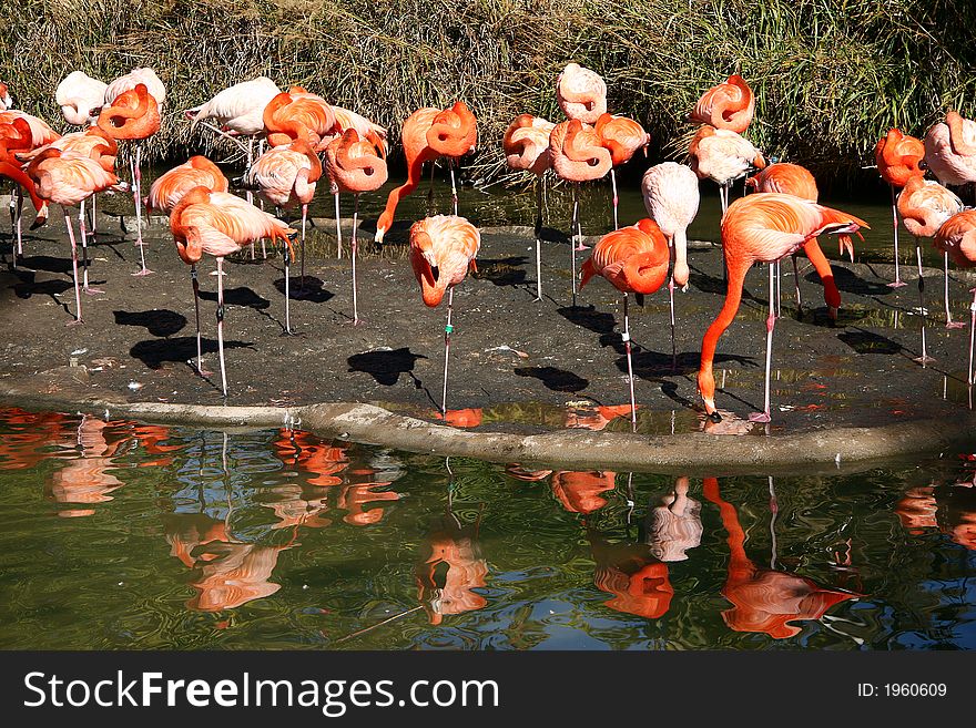 A lot of flamingos in the water