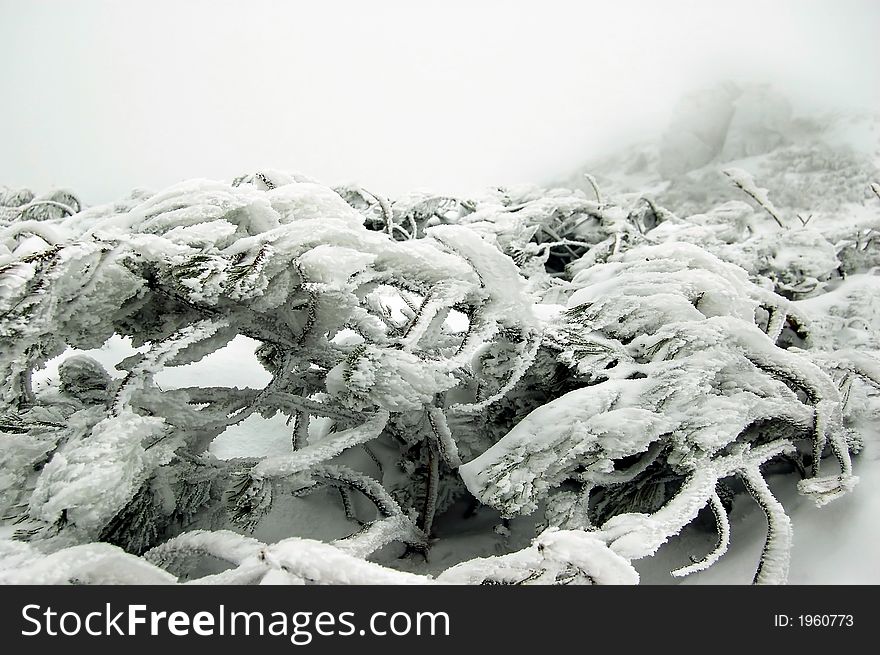 White branches under the frost on the winter mountains