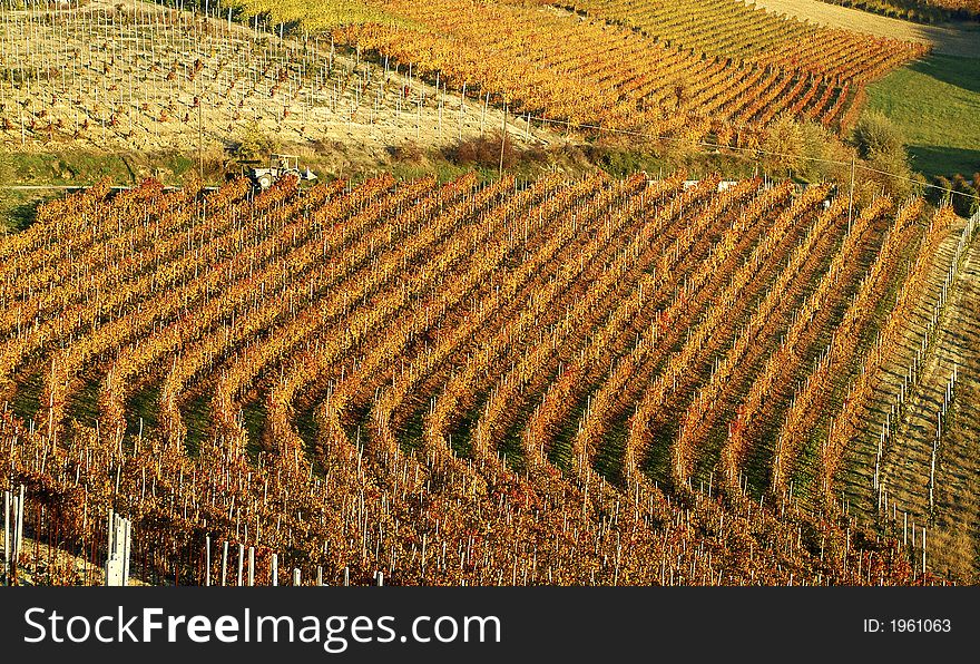 A vineyard with the colour of autumn make a curve in a hill in Langhe, Piedmont, Italy. A vineyard with the colour of autumn make a curve in a hill in Langhe, Piedmont, Italy.