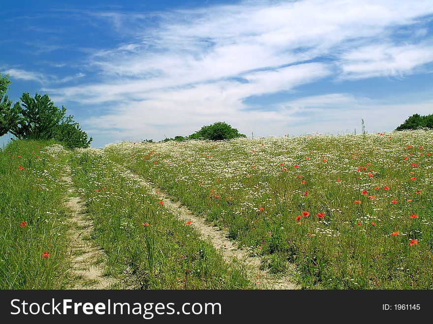 Road In A Filed Of Poppies