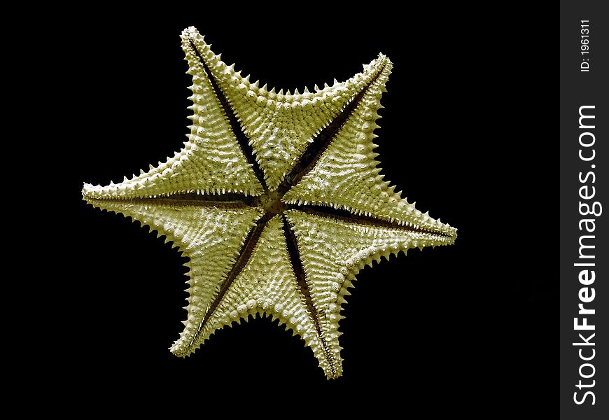 The starfish on the black background
