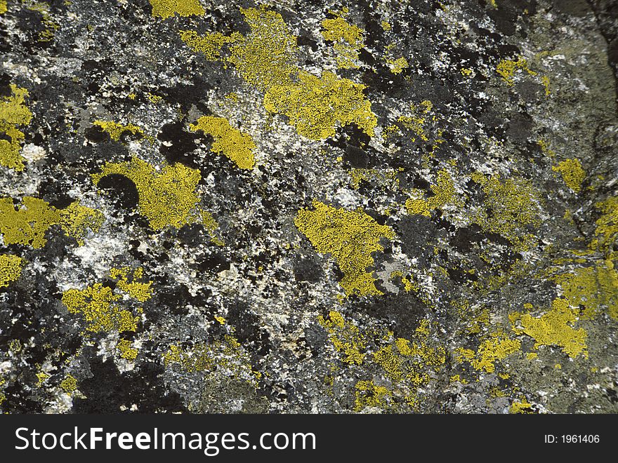 A rock of mountain painted by lichens. A rock of mountain painted by lichens