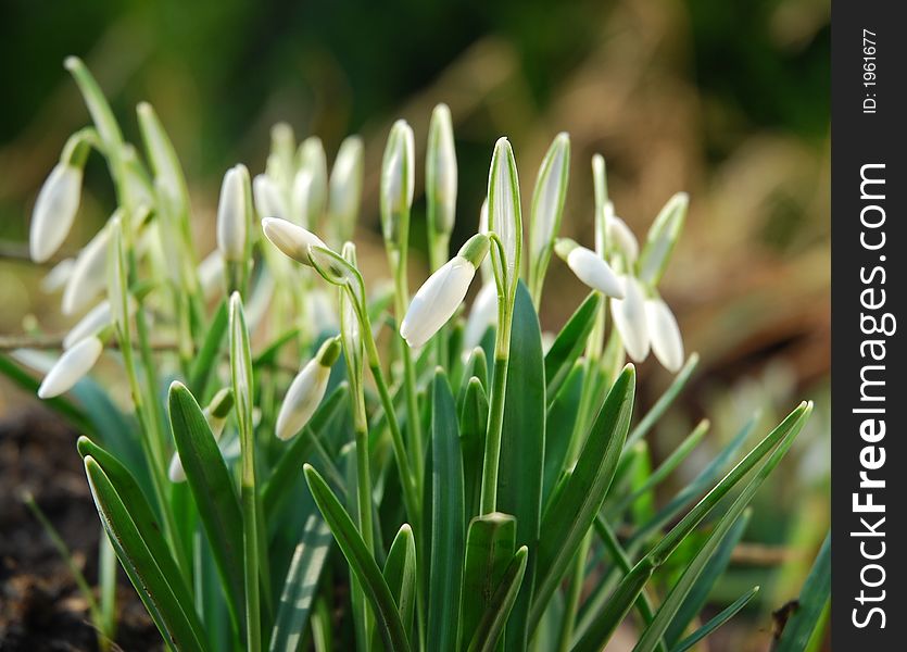 Snowdrops in the garden - spring time
