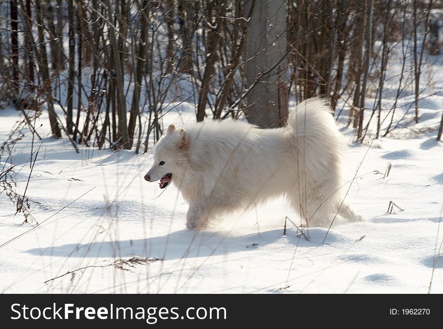 Samoed's dog in winter forest