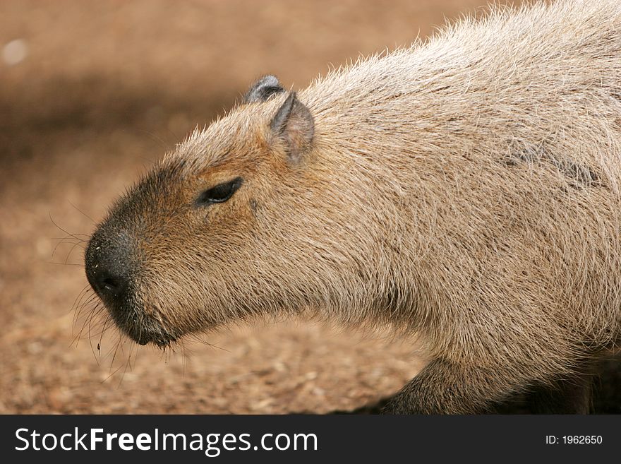 Rodent head shot close up