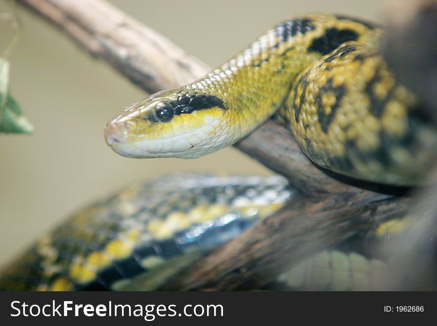 Pyhton snake headshot close up. Pyhton snake headshot close up