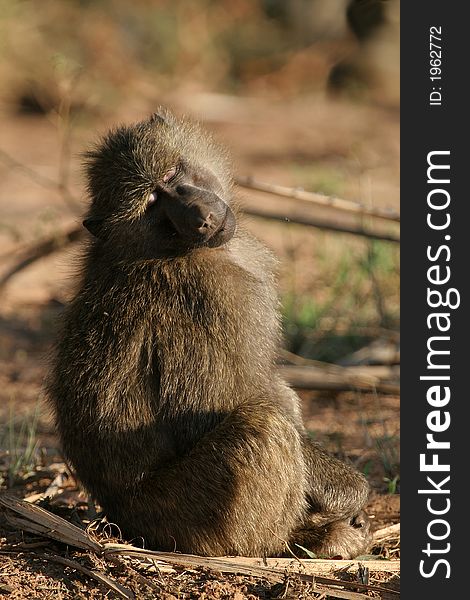 Young olive baboon warming up in the morning sun