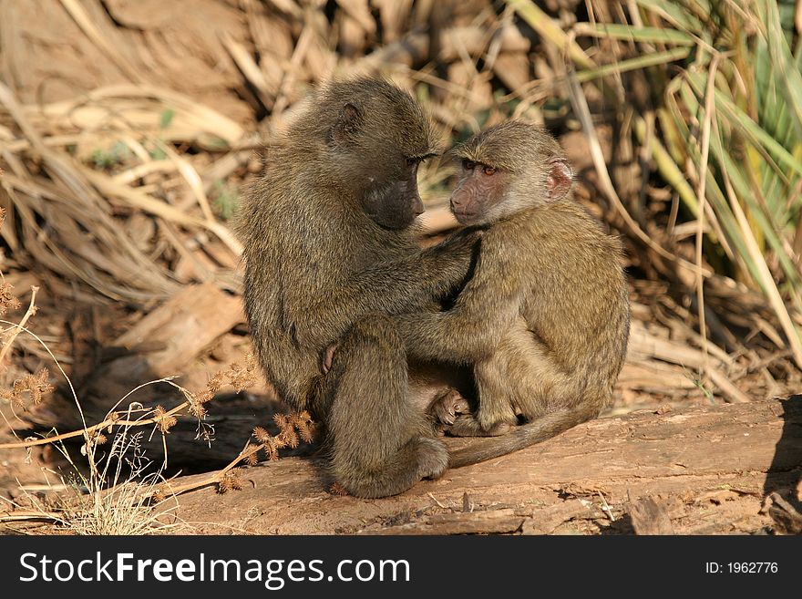 Two young baboon siblings or friends sitting together grooming