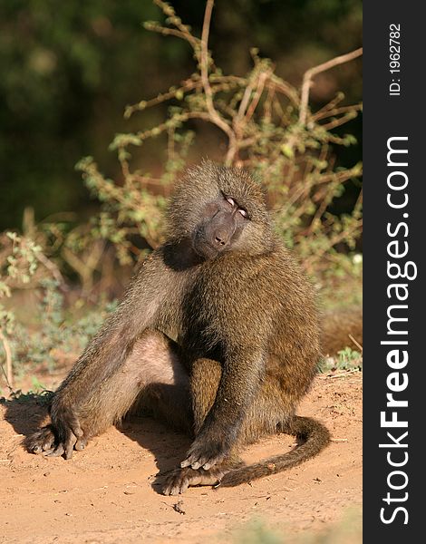 Baboon basking in the morning sun. Baboon basking in the morning sun