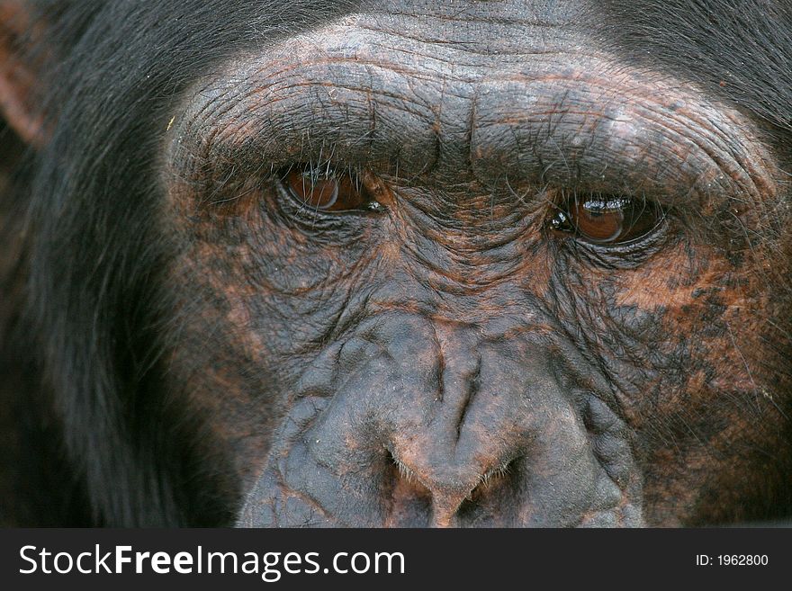 Closeup of chimp face, eyes looking into distance