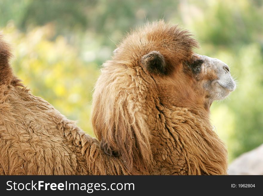 Camel head shot close up