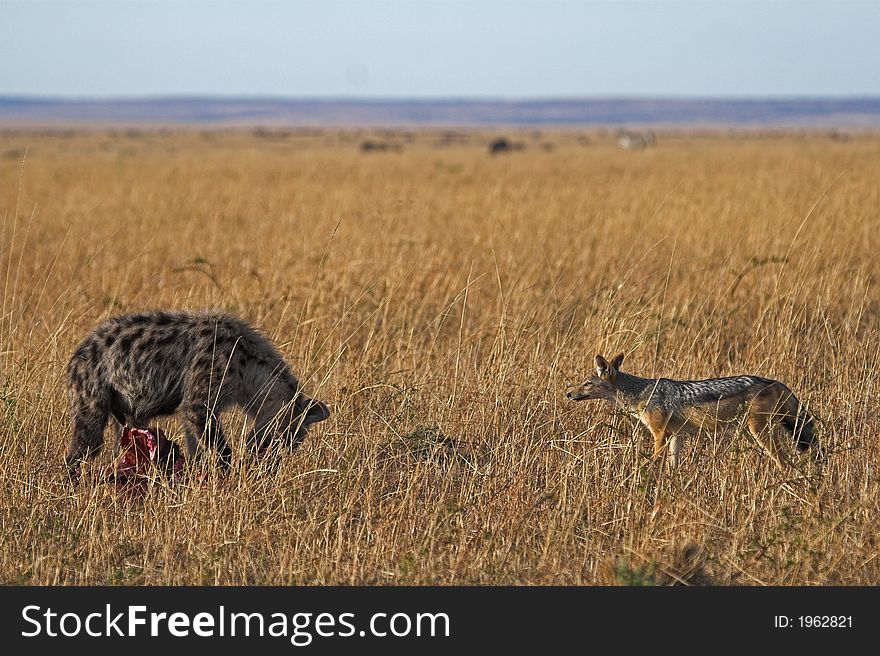 Hyena and Jackal