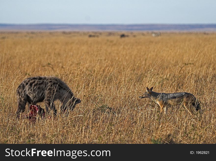 Jackal envying a Spotted Hyena at kill. Jackal envying a Spotted Hyena at kill