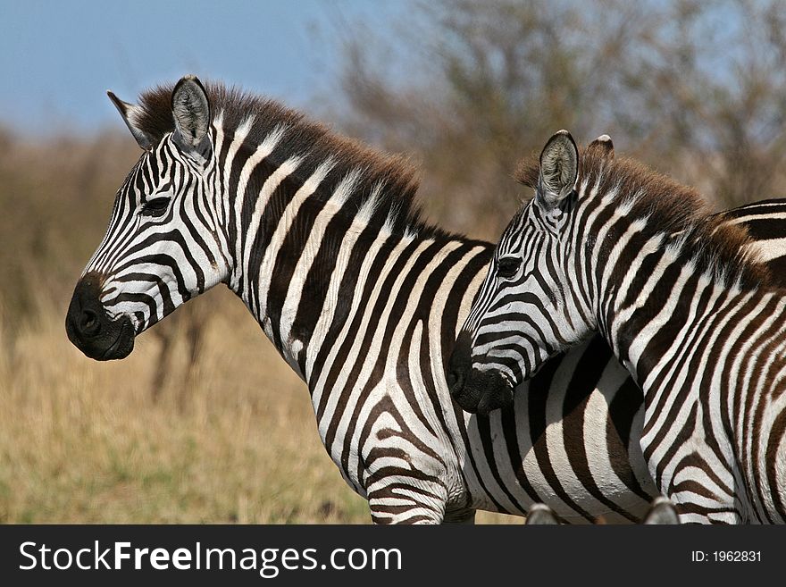 Wild zebra mother and foal standing together. Wild zebra mother and foal standing together