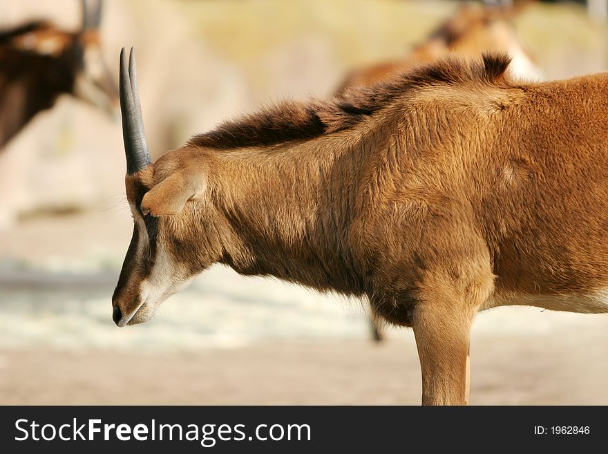 Antelope Head Shot