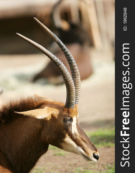 Gazelle head shot - close up