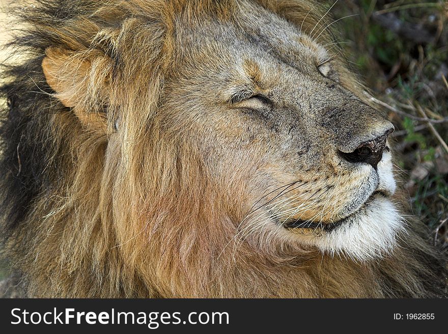 Portrait of male lion closed eyes