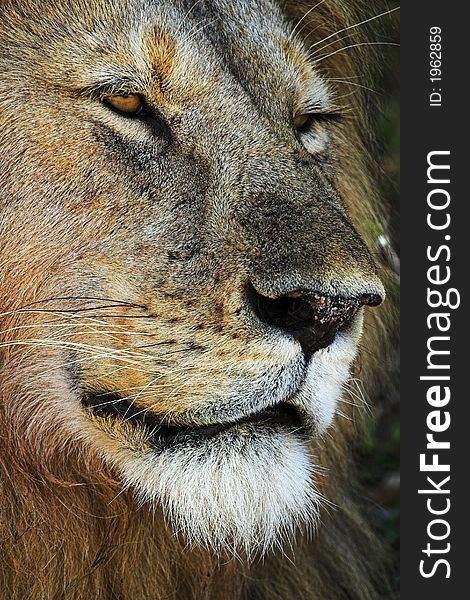 Closeup headshot of Male Lion. Closeup headshot of Male Lion
