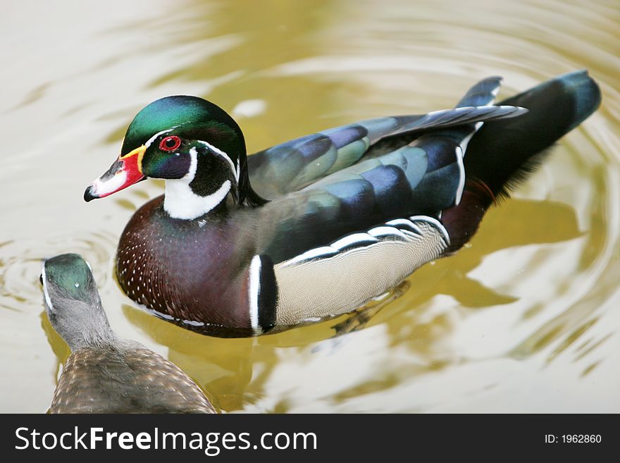 Beautiful duck swimming in the pond close up