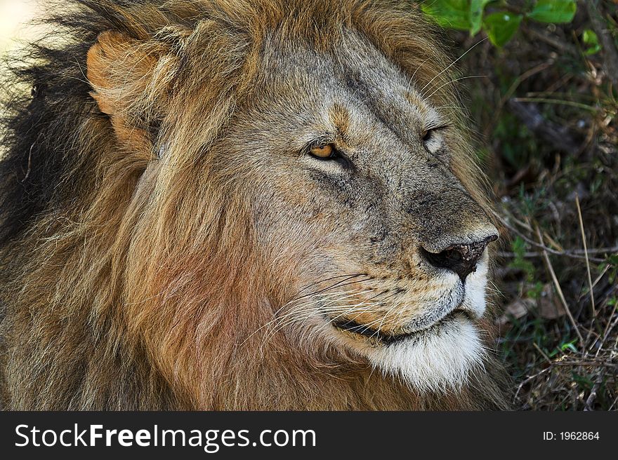Portrait of Male African Lion