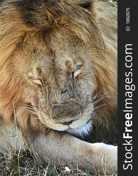 Closeup of sleepy wild male lion, Masai Mara, Kenya. Closeup of sleepy wild male lion, Masai Mara, Kenya