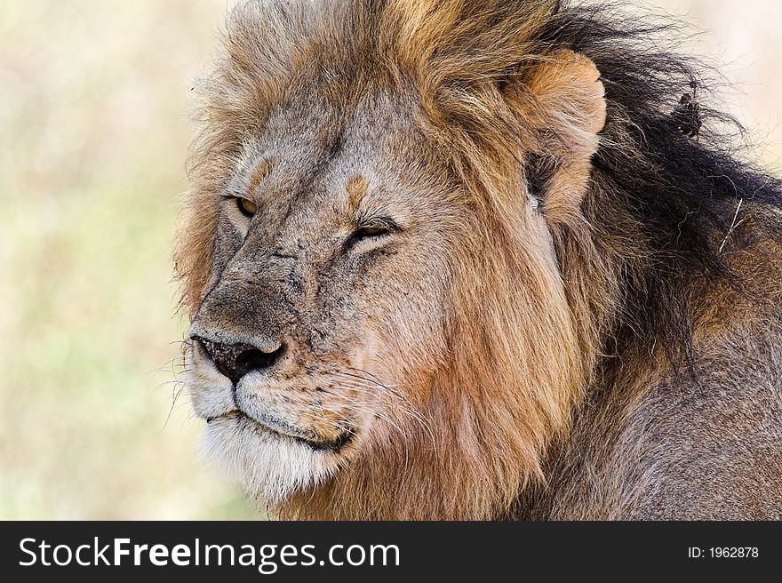 Portrait of Male Lion, Masai Mara, Kenya. Portrait of Male Lion, Masai Mara, Kenya