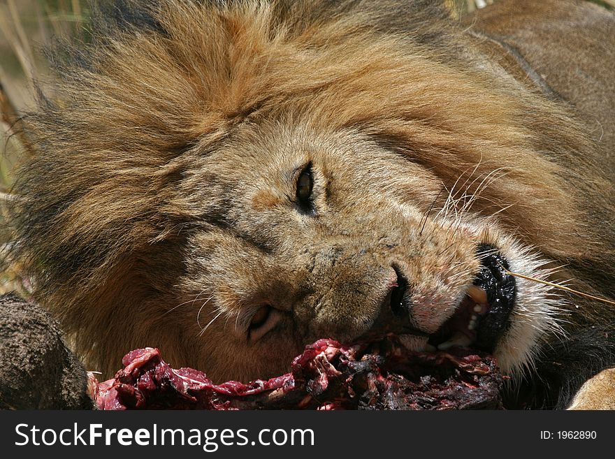 Closeup of male lion at kill